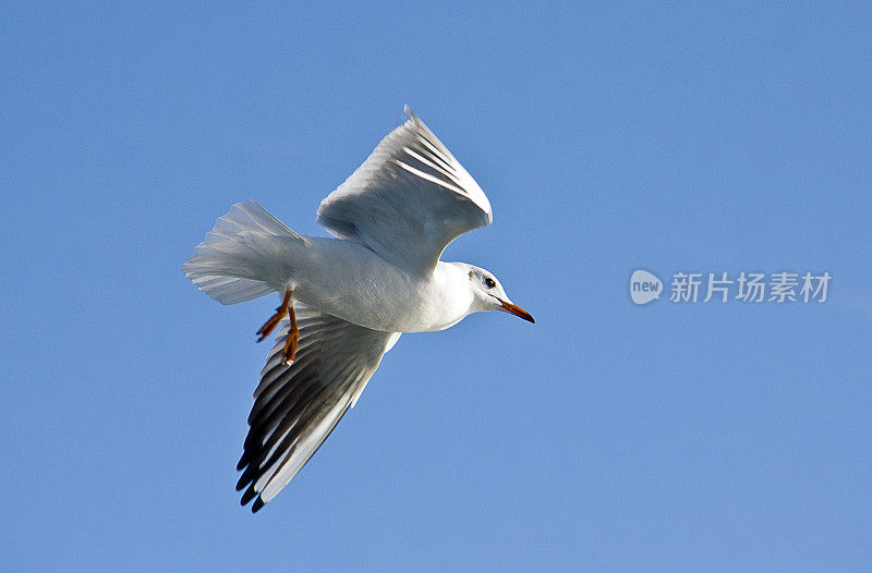 海鸥