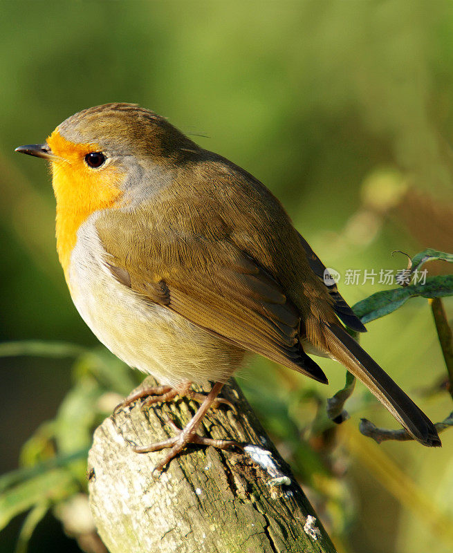 罗宾(红心rubecula)