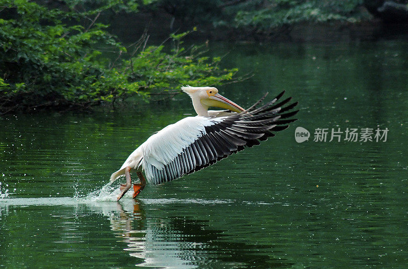 大白鹈鹕在飞行