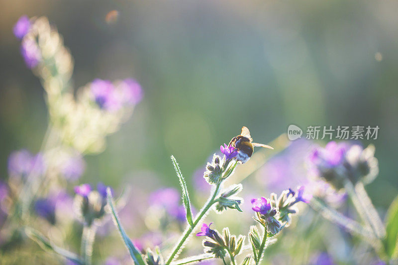 会飞的大黄蜂和夏日的花朵