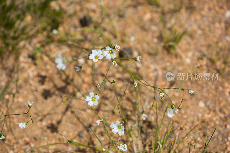 蒙古:戈壁中部的野花