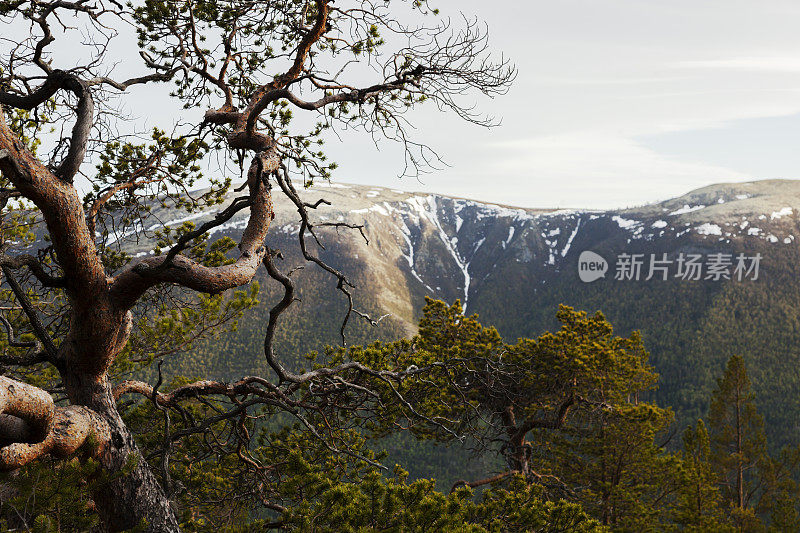 古老的松树和山地景观与积雪的残余。