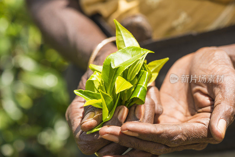 斯里兰卡的泰米尔茶