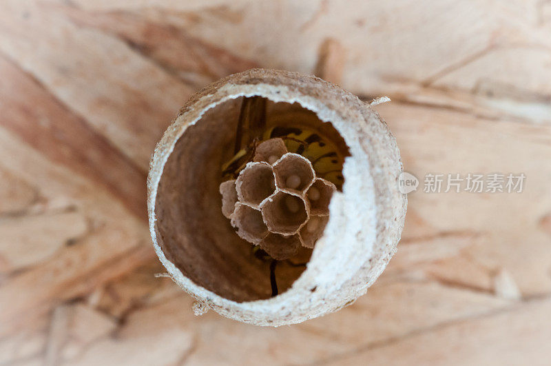 孤独的黄蜂奔向它的纸巢