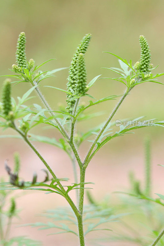 豚草