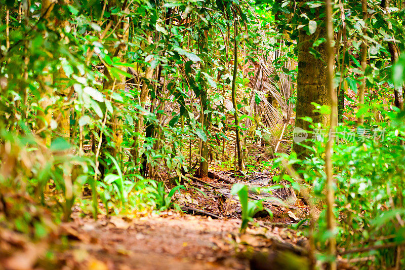 哥斯达黎加热带雨林之路