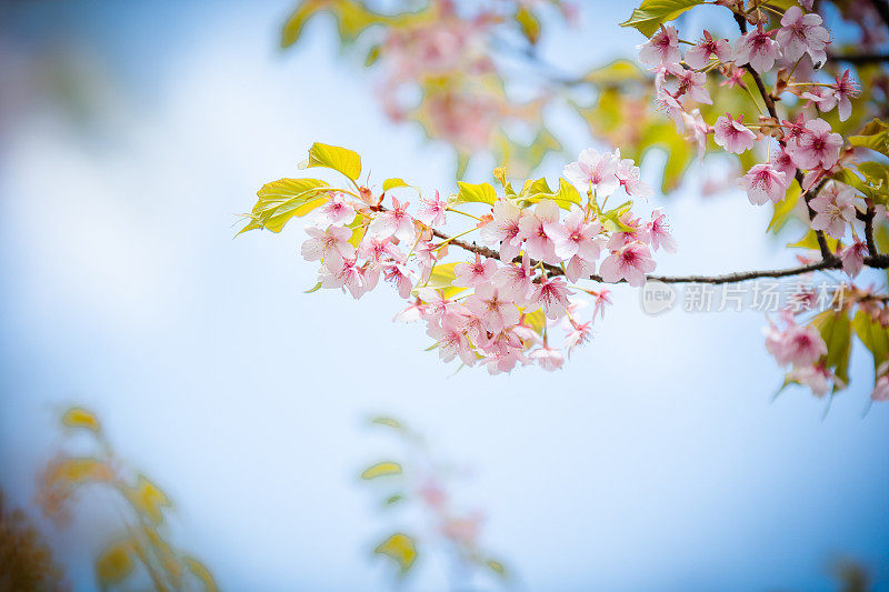 日本樱花的花