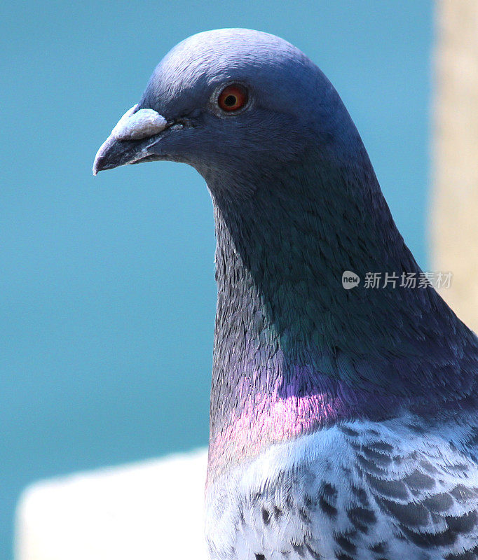 单鸽头的形象与闪烁光泽的紫色羽毛