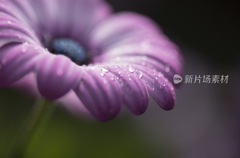 雨滴落在紫色的西班牙玛格丽特花瓣上