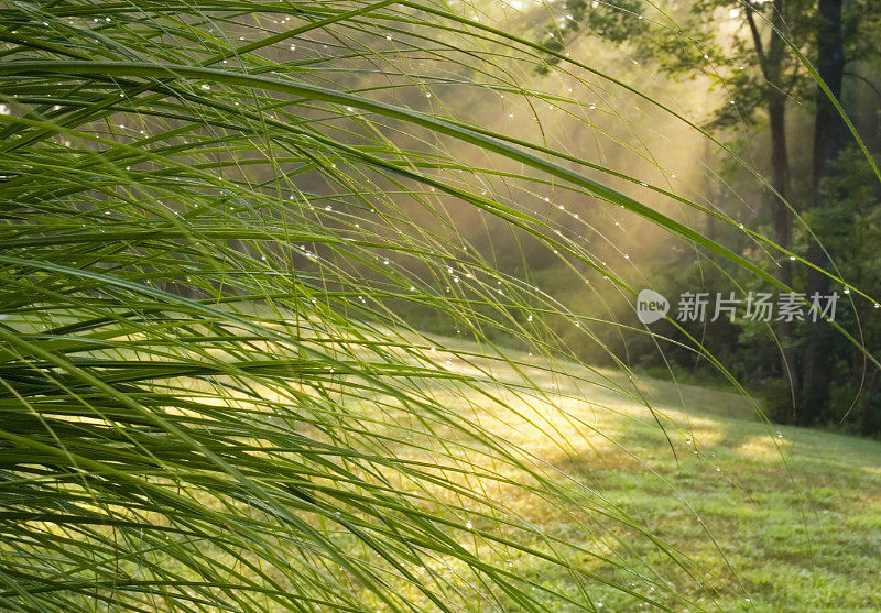 阳光下的花园露珠