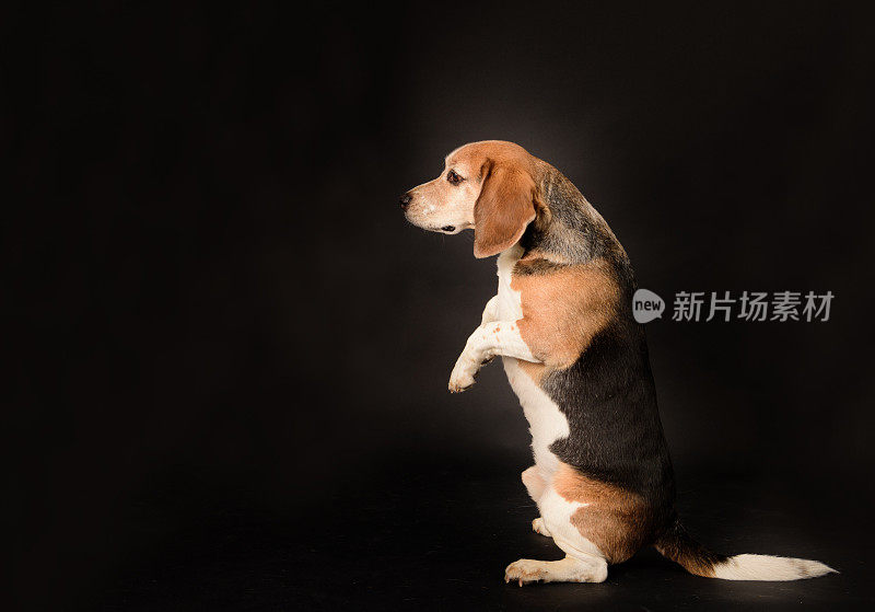 小猎犬狗坐在