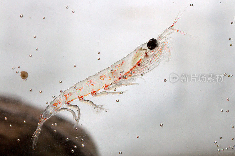 石头附近的南极磷虾漂浮在水族馆里