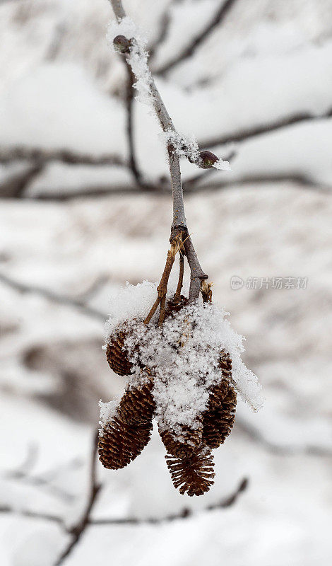 小松果上的雪晶体