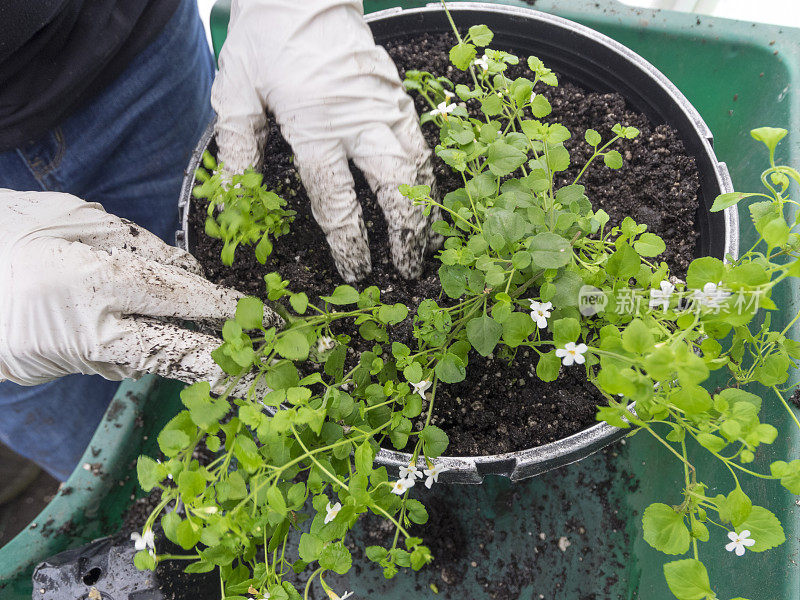 俄勒冈州戴手套的私人温室开始种植挂篮果