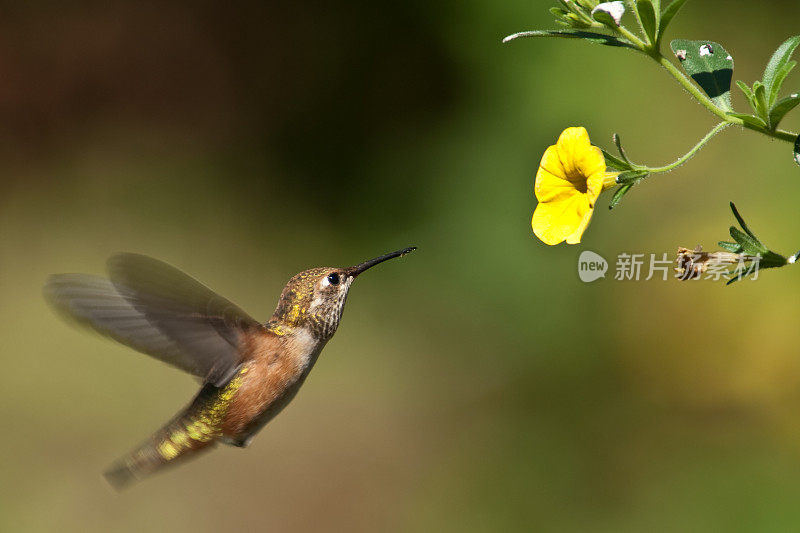 蜂鸟在黄花旁盘旋