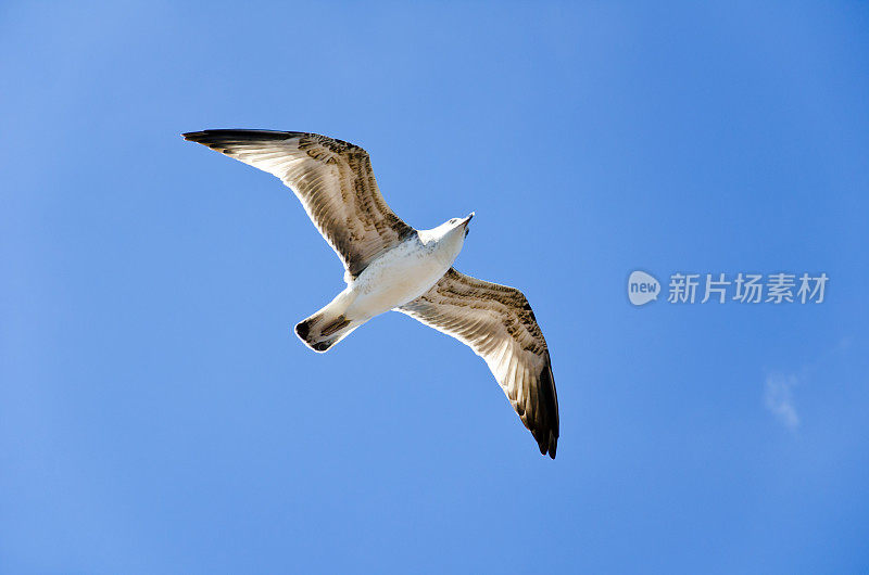 海鸥在飞行。