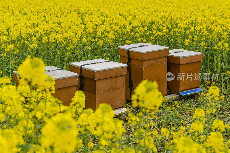 油菜籽地里的蜂箱