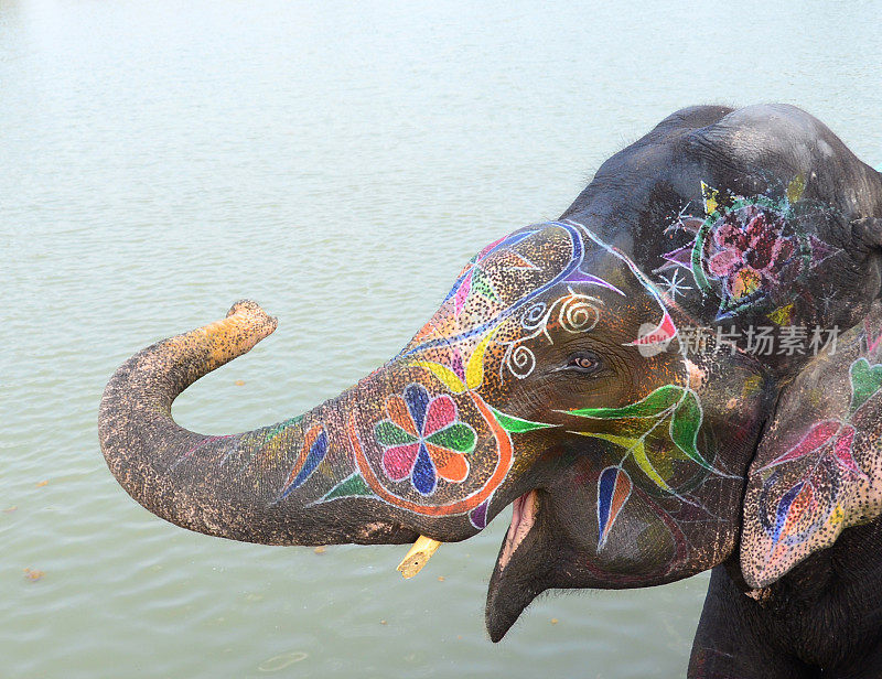 彩绘印度象的头