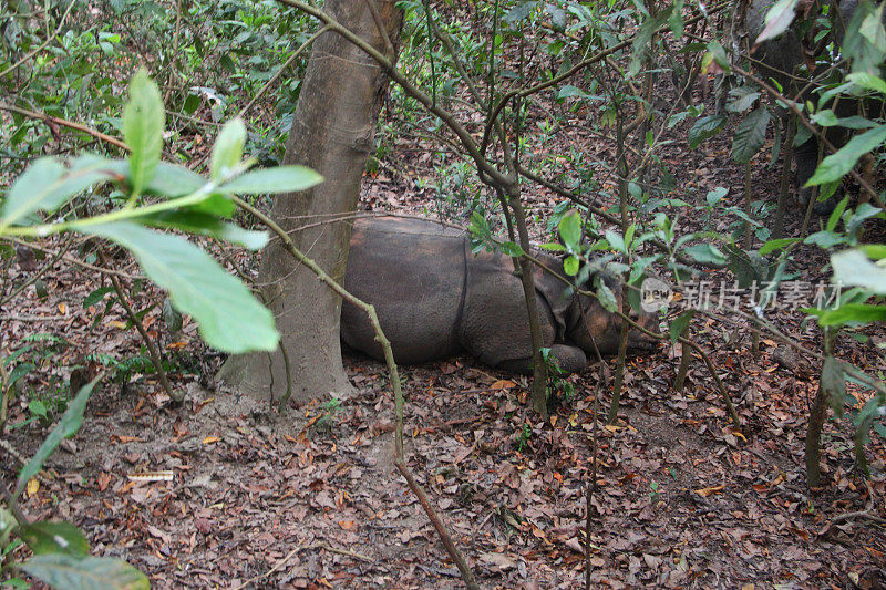 尼泊尔:奇旺国家公园的犀牛
