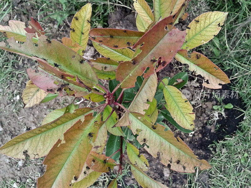 蚂蚁成群吃植物