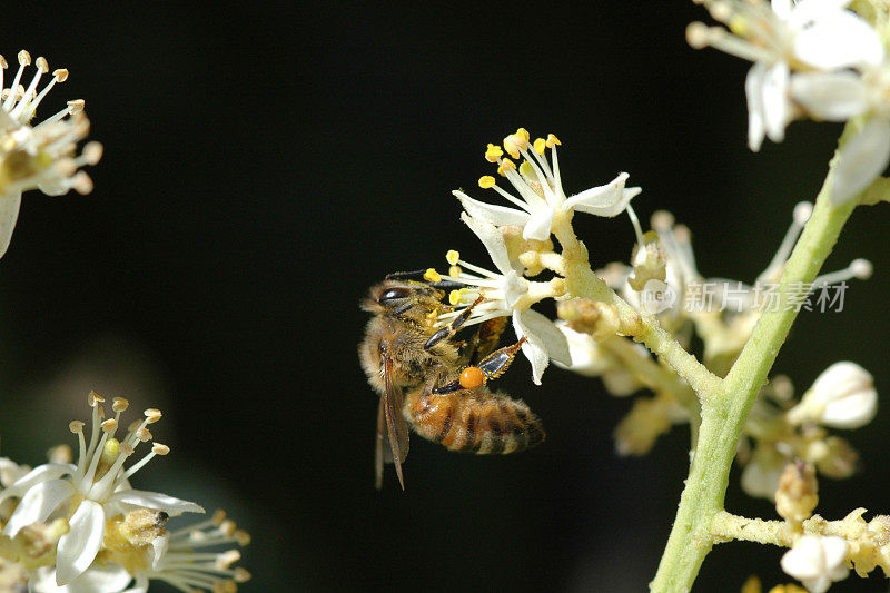 蜜蜂