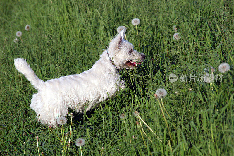 西部高地白色小猎犬在蒲公英田里奔跑
