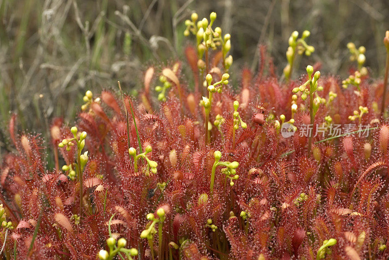 茅膏菜