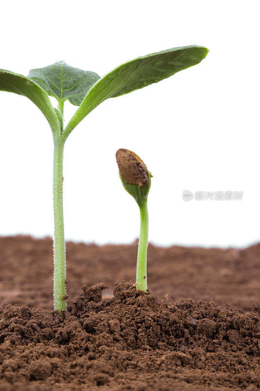 爱与关怀:泥土中的植物