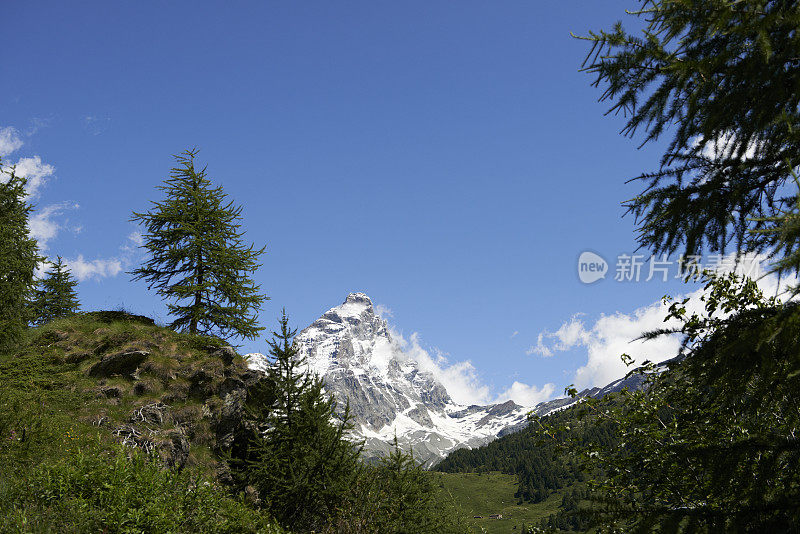 维诺在夏季