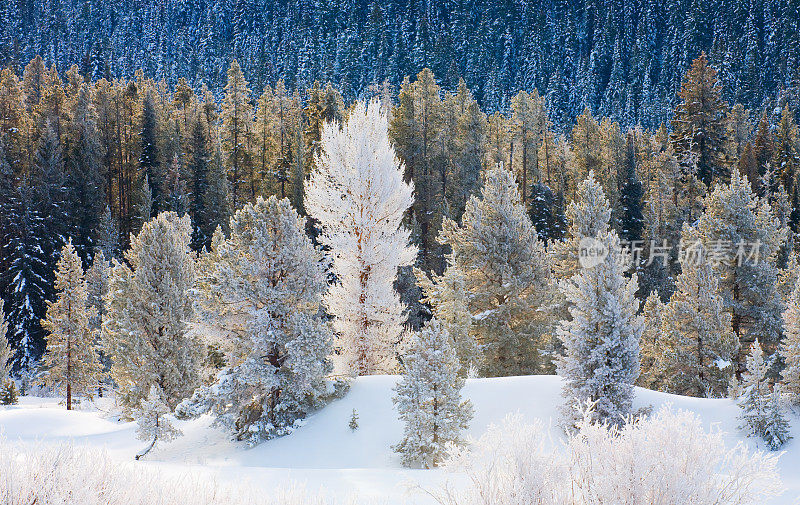 冬天被雪覆盖的森林