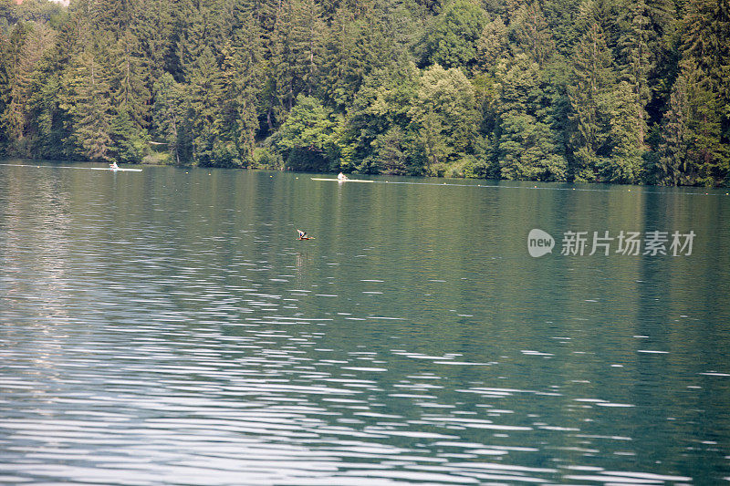 野鸭飞过湖面