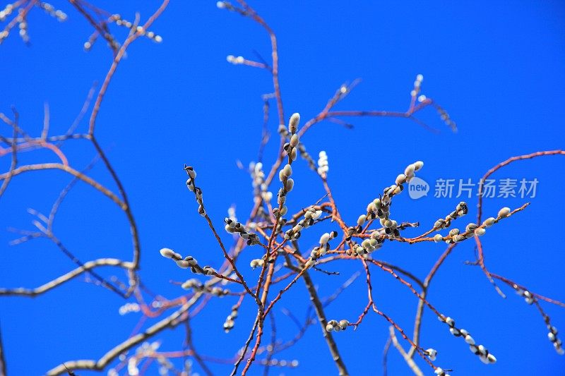 蓝天上白柳絮