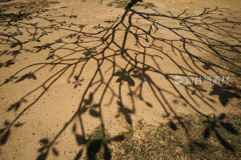 夏季沙地上树阴黑影