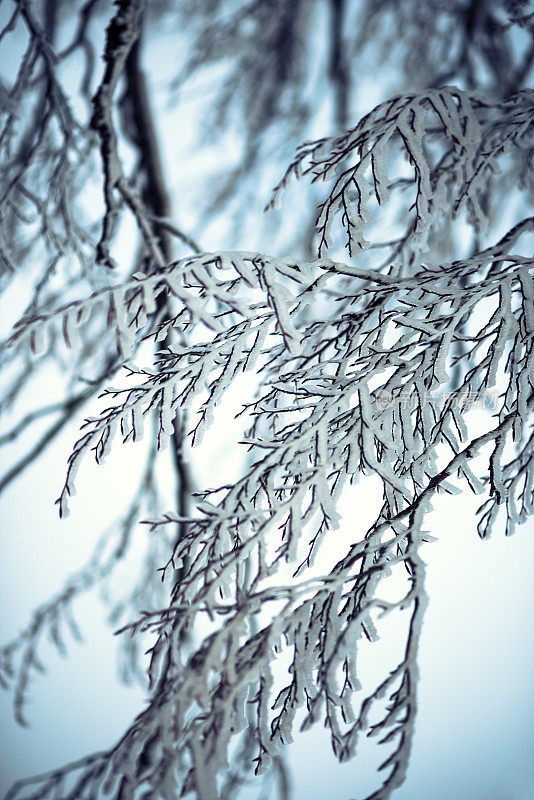 冬天树枝上覆盖着雪和霜