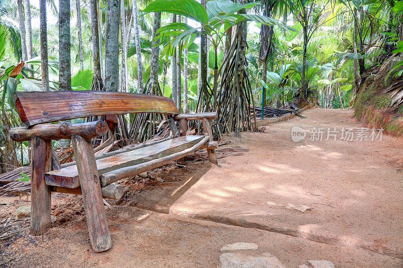 热带森林中的木凳