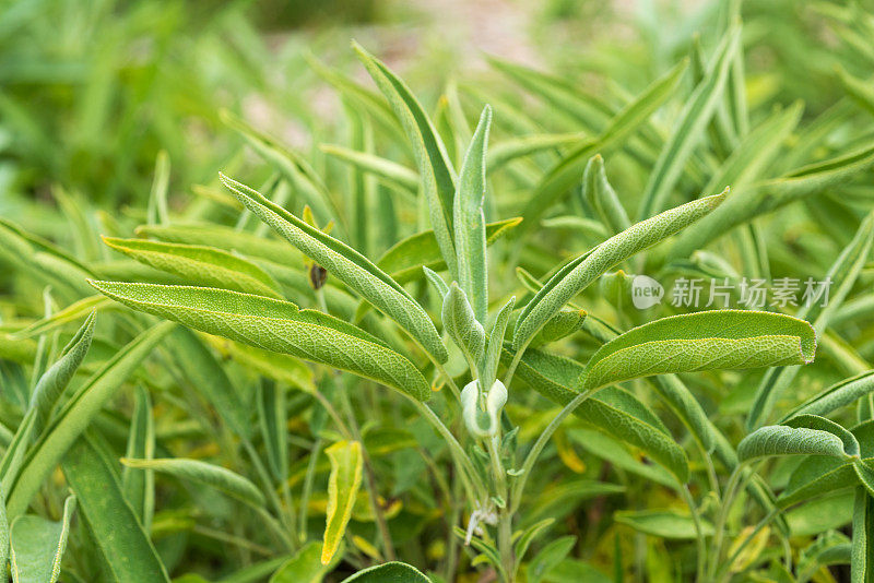 治疗草药-丹参