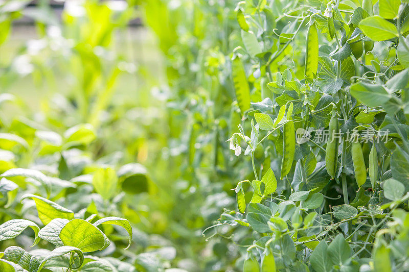 在花园里种植青豆和豌豆