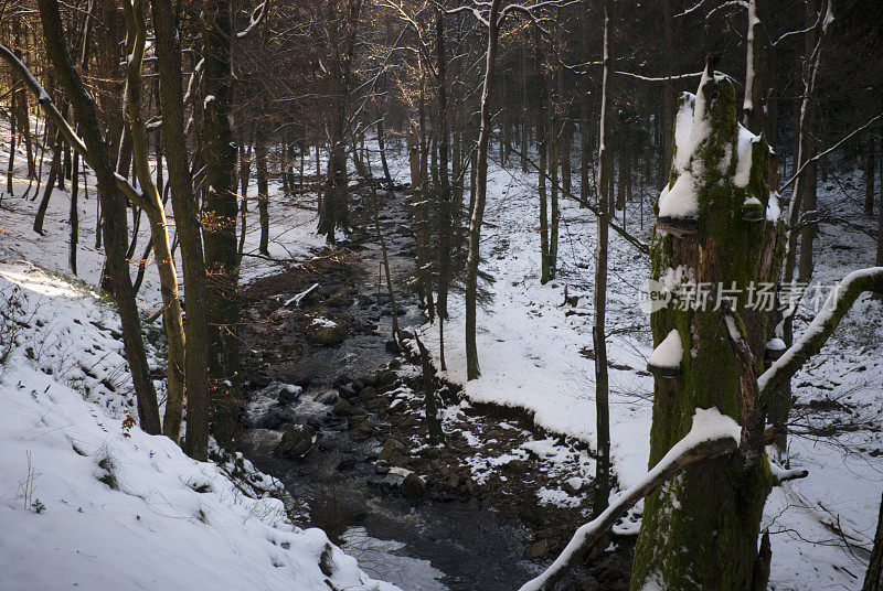 雪域森林和小溪在比利时自然保护区高沼泽