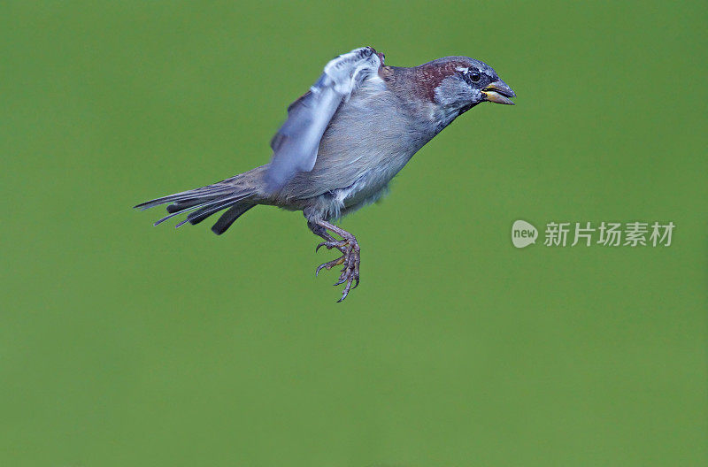 麻雀咬苍蝇