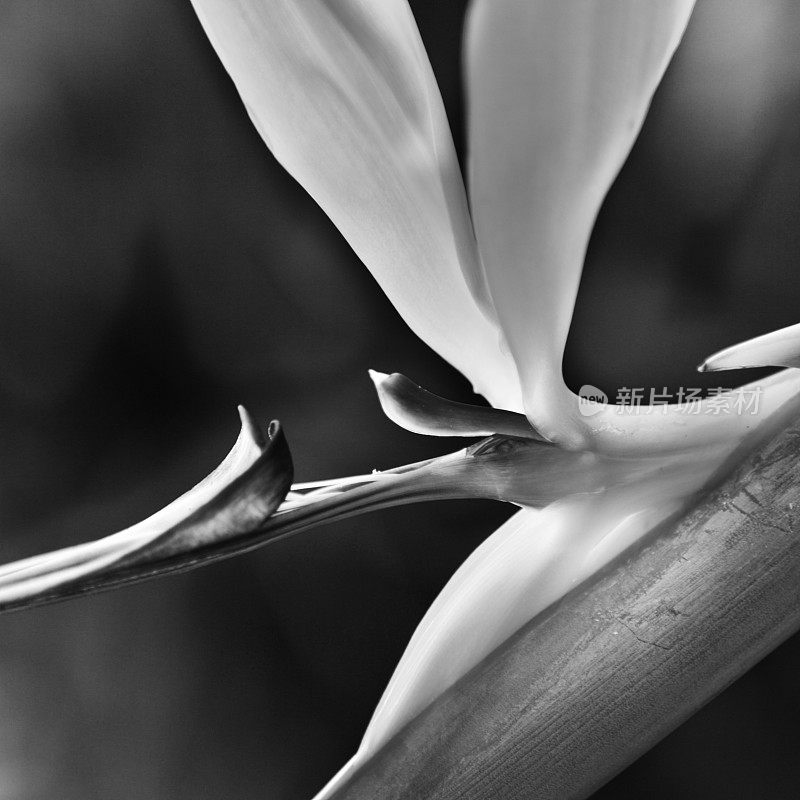 黑白花系列:夏威夷天堂鸟
