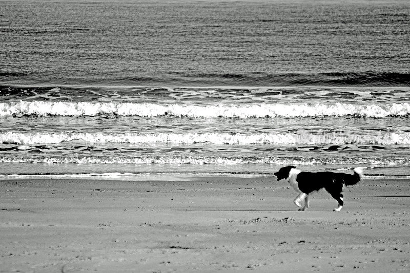东北海滩上的狗