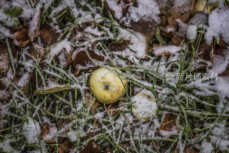 苹果在雪