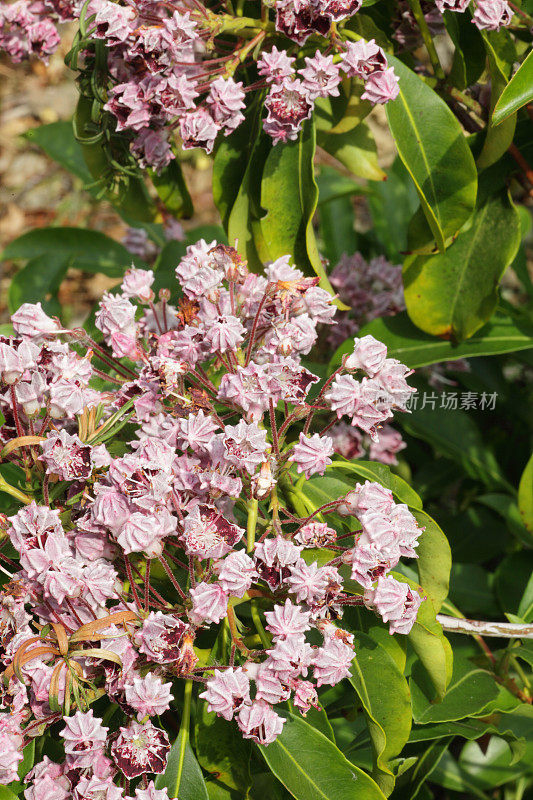 粉红色开花植物特写镜头