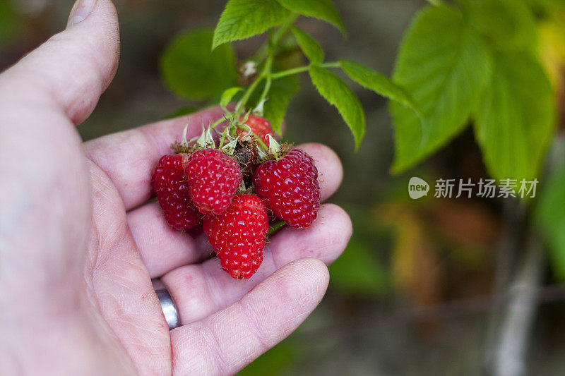 成熟的树莓在藤上