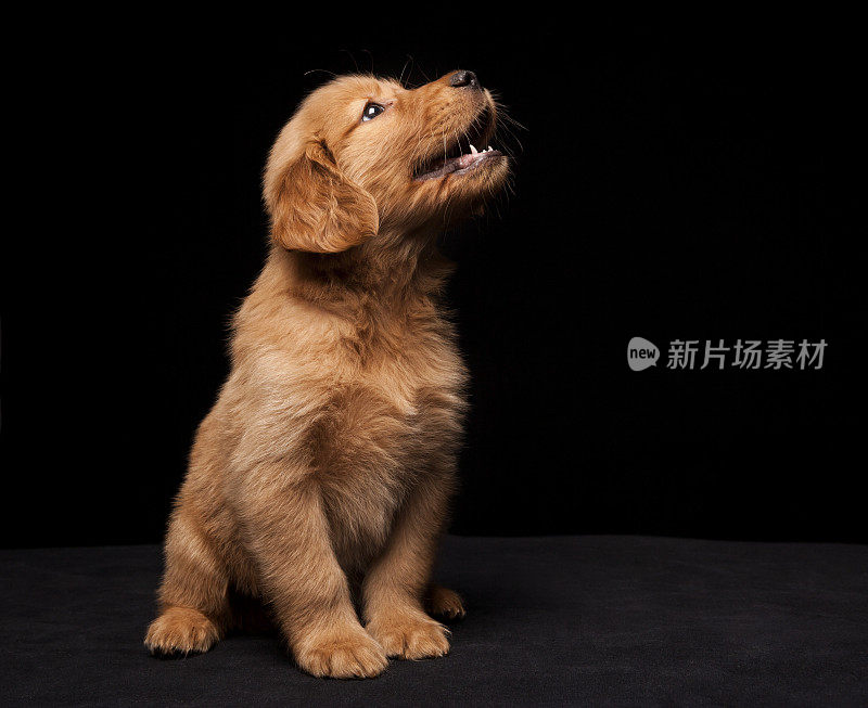 金色猎犬的小狗在黑色的背景上孤立地看着