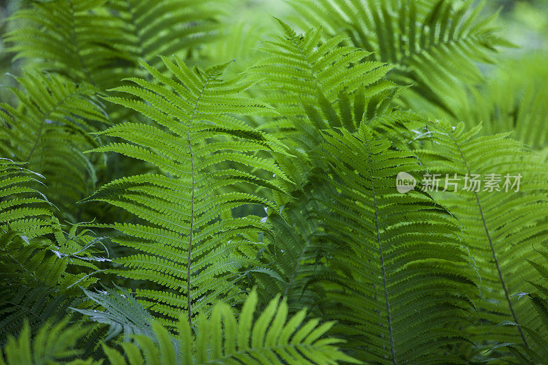 蕨类植物