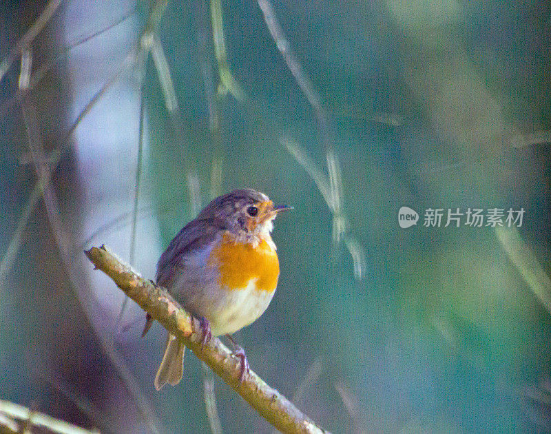 春天，知更鸟站在树枝上