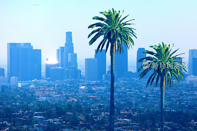 加州洛杉矶地平线棕榈树
