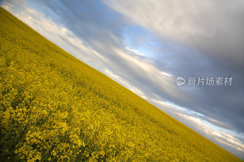 早春黄澄澄的油菜田