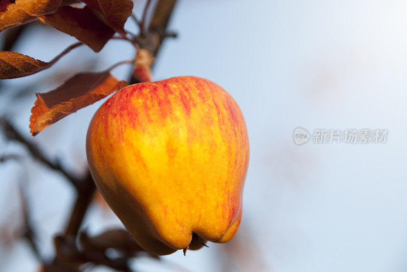 每天吃苹果，医生远离我